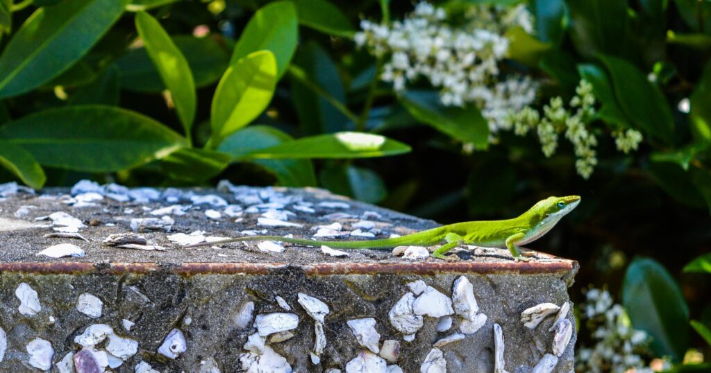 Green Lizard on Top of Gray Surface